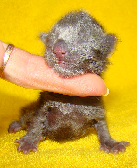 ���� ��� ������� ��������� Catsvill County!  ���� ����! ������ ������ ���� ���! ���� ��� ������ ������ � ����� ����!!! �������� ���� ����� Catsvill County +7-926-544-74-09  ���� ��� �������� ������. ���� ��� ������, ���� ��� �������, ���� ��� ������,  ���� ��� ����, ���� ��� ��������, ���� ����,  ������ ������ ���� ���,  ������ ����-����, ����� ������� ������ �����, ����� ����� ������!